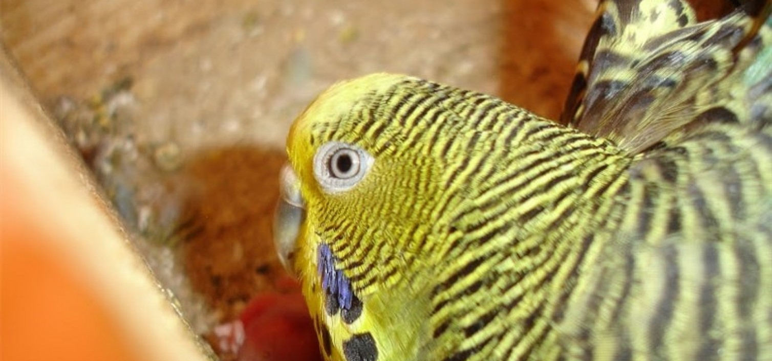 gominola-cria-periquito