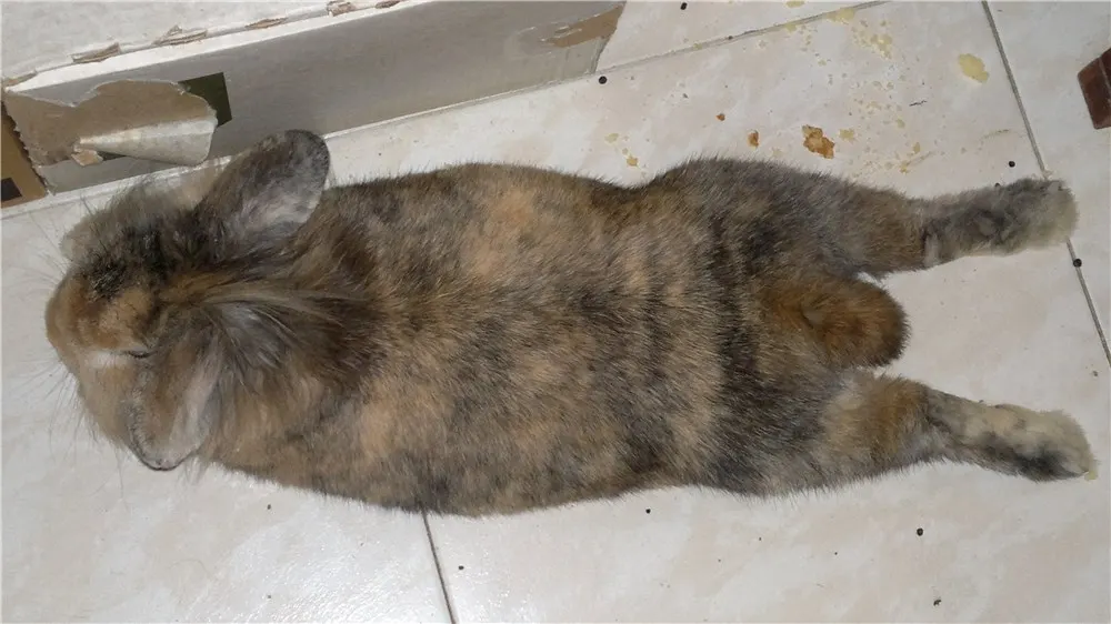 os-presentamos-a-kotetsu