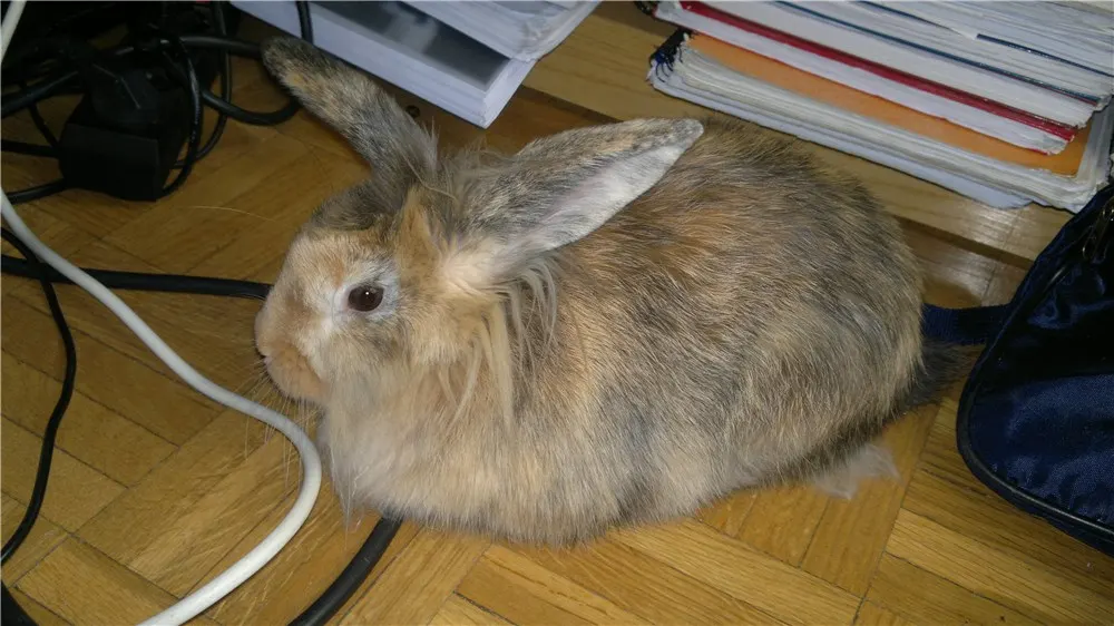 os-presentamos-a-kotetsu